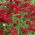 Milenrama común - Rood - rojo - Pack XL - 50 uds.