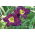 Bela Lugosi daylily - large package! - 10 pcs