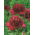 Peony, Paeonia - Red Charm - seedling - large package! - 10 pcs