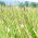 Hierba timotea "Kaba" - 10 kg - 