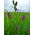 "Plato" lucerna - 1 kg - 