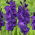 Gladiolus - lila virágok - XXXL csomag 250 db XXL méretű hagyma - 