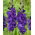 Gladiolus - lila virágok - XXXL csomag 250 db XXL méretű hagyma - 