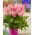 Astilbe "Darwin's Dream" - hellrosa; falsche spirea - großes Paket! - 10 Stk
