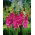 Gladiolus "Rhapsody in Blue" - XL pack - 50 pcs