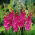 Gladiolus "Rhapsody in Blue" - confezione XL - 50 pz - 