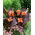 Canna lily - Happy Wilma - XL förpackning - 50 st