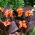 Canna lily - Happy Wilma - XL förpackning - 50 st