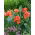 Canna lily - Happy Cleo - pacote XL - 50 unidades