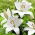 Kent Aziatische lelie - grootverpakking! - 10 stuks - 