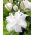 Bowl of Beauty Orientalisk lilja - doftande, dubbelblommig