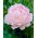 Peonía rosa claro - plántulas - paquete grande! - 10 piezas
