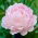 Peonía rosa claro - plántulas - paquete grande! - 10 piezas