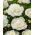 Duchesse de Nemours pæon - frøplanter - stor pakke! - 10 stk - 