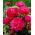 Pivoine du Kansas - semis - gros paquet ! - 10 pieces