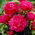 Pivoine du Kansas - semis - gros paquet ! - 10 pieces