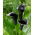 Svart calla lilja (Zantedeschia) - stort paket! - 10 st