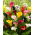 Calla lily farve udvalg - stor pakke! - 10 stk.