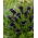 Cantor moeras aronskelk Calla - groot pakket! - 10 stuks - 