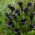 Cantor moeras aronskelk Calla - groot pakket! - 10 stuks - 