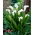 Căpitanul Fresco bog arum Calla