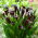 Odesos kalla (Zantedeschia)