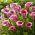 Sannah kala (Zantedeschia)