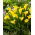 Sunclub cala crin (Zantedeschia)