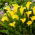 Sunclub cala crin (Zantedeschia)