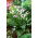 Vermeer calla lelie (Zantedeschia) - 