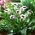 Vermeer calla lelie (Zantedeschia) - grootverpakking! - 10 stuks - 