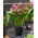 Lirio de cala Zazú (Zantedeschia)