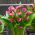 Lirio de cala Zazú (Zantedeschia)