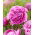 Alexander Fleming pion - planta - stort paket! - 10 st