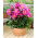 Dancing Butterfly peony - seedling