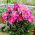 Dancing Butterfly peony - seedling