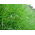 Festulolium "Felopa" - 5 kg - 