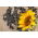 Schwarze Sonnenblume - 10 kg - 