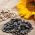 floarea soarelui neagră - 1 kg - 