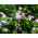 "Nitro Plus" Persian clover - 0.5 kg