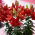 Tiny Rocket miniature lily