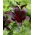 Nightrider trumpet lily - large package! - 10 pcs