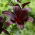Nightrider trumpet lily - large package! - 10 pcs