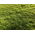 Plava trava travnjaka "Brooklawn" - 5 kg - 