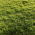 Plava trava travnjaka "Brooklawn" - 5 kg - 
