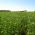 "La Bella Campagnola" lucerna - 1 kg - 