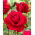 Trandafir multiflora rosu (Polyantha) THORNLESS - rasad - 