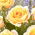 Tea multiflora rose (Polyantha) - piantina - 