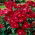 Rosa paisaje rojo carmesí - plántula - 