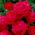 "Dama De Coeur" nagyvirágú (Grandiflora) rózsa - palánta - 
